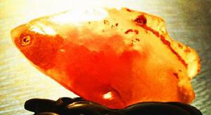 在燈光下的《血膽魚》