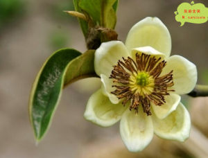 灰岩含笑 灰岩含笑