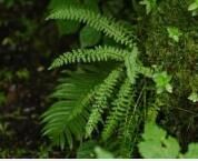 穆坪兔兒風 穆坪兔兒風