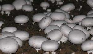 雙孢蘑菇