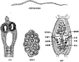 犬復孔絛蟲 犬復孔絛蟲