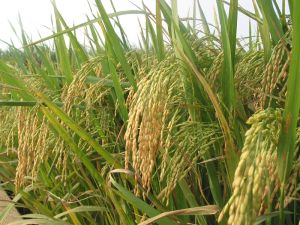 龍優六七三 龍優六七三