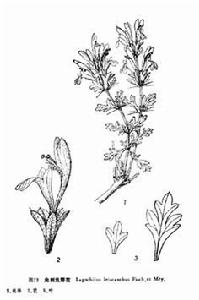 光刺兔唇花 光刺兔唇花