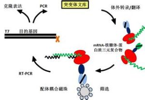 核糖體展示技術 核糖體展示技術