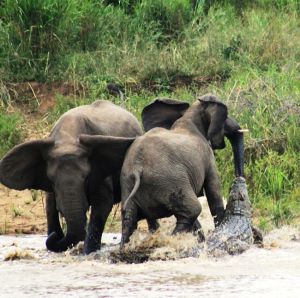 鱷魚和大象“拉鼻戰”