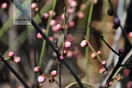 素白台閣梅 素白台閣梅