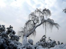 玄武湖 冬