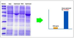 密碼子最佳化 密碼子最佳化