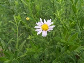 全葉馬蘭 全葉馬蘭