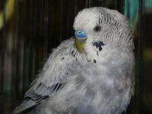 斑駁種（Mottled）