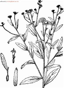 甘川紫菀 甘川紫菀