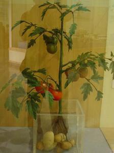 遠緣嫁接 遠緣嫁接