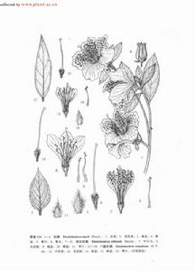 磚紅杜鵑 磚紅杜鵑