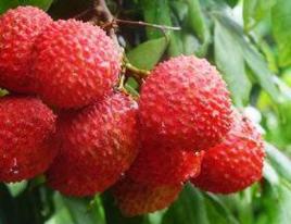 便秘和痔瘡患者不宜食用蘋果荔枝 便秘和痔瘡患者不宜食用蘋果荔枝