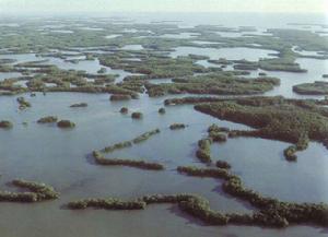 美國大沼澤地國家公園