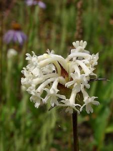 白花刺參 白花刺參