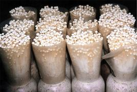 食用菌業 食用菌業