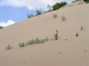 （圖）科爾沁沙地