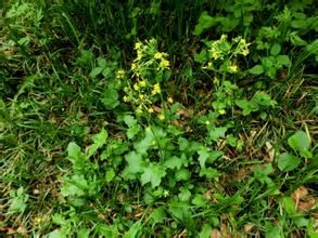 齒裂黃鵪菜 齒裂黃鵪菜