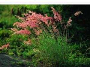 毛穎草(原變種) 毛穎草(原變種)