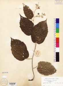 脫毛圓錐懸鉤子 脫毛圓錐懸鉤子