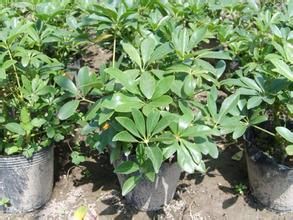 鵝掌柴屬 鵝掌柴屬