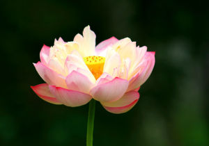 宋振清攝影作品