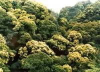 江西井岡山自然保護區 江西井岡山自然保護區