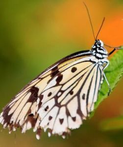 秦嶺絹粉蝶 秦嶺絹粉蝶