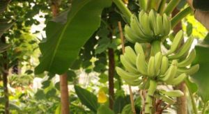 哈爾濱現代農業示範區 哈爾濱現代農業示範區