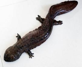 野生娃娃魚 野生娃娃魚