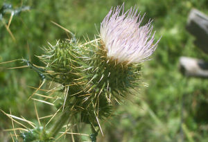 新疆風鈴草 新疆風鈴草
