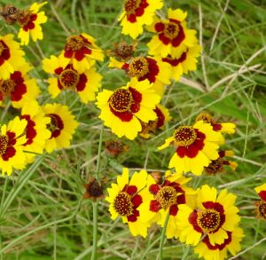 兩色金雞菊 兩色金雞菊