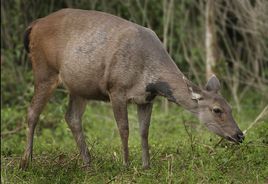 水鹿尼泊爾亞種 水鹿尼泊爾亞種