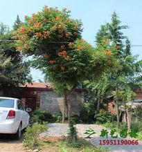 生長百年凌宵的圖片