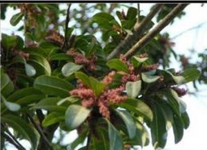 淡花地楊梅(原變種) 淡花地楊梅(原變種)