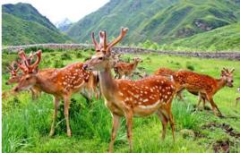 長白山梅花鹿-5 長白山梅花鹿-5