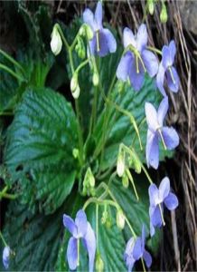 矮生長蒴苣苔 矮生長蒴苣苔