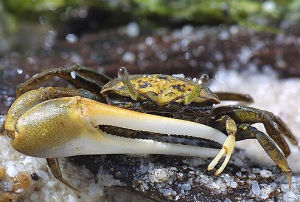 大岩桐招潮蟹 大岩桐招潮蟹