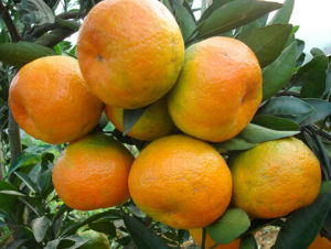 四川甘橘 四川甘橘