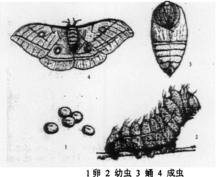 a．雄外生殖器；b．陽莖端；c．頭及下唇須；d．後足；e．翅脈