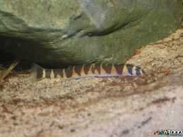 苦力泥鰍 苦力泥鰍