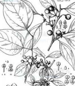 波密釣樟 波密釣樟