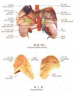 腎上腺解剖位置