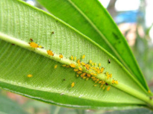 起膩也指長蚜蟲