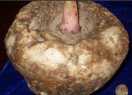 北川花魔芋 北川花魔芋