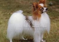 佩比倫犬 佩比倫犬