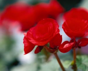 血寒月經過少 血寒月經過少