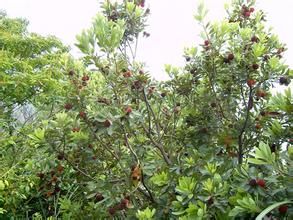 四川地楊梅 四川地楊梅