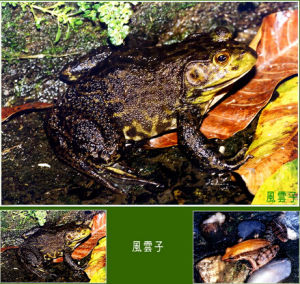 亞洲浮蛙 亞洲浮蛙